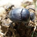 IUCN publication - Beetles