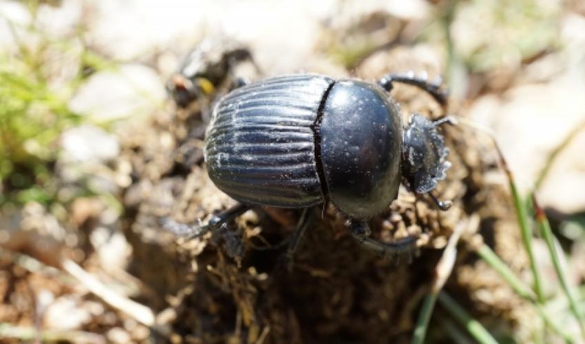 IUCN publication - Beetles