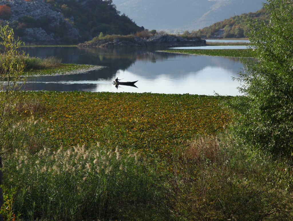 zoneHumide-Lac Skadar_montenegro